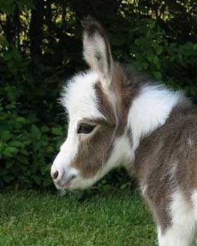 Critter Haven Farm Miniature Donkeys